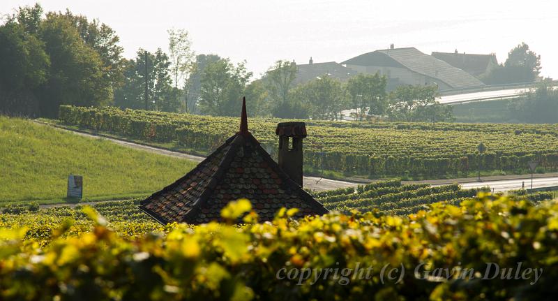 Vineyard near Lausanne IMGP3427.jpg